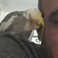 گم شده عروس هلندی نر