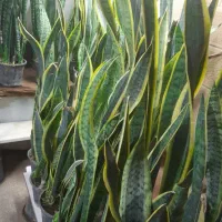 بامبو|حراج|همدان, |دیوار