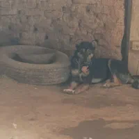 توله یه ساله افغانی|سگ|بهار, |دیوار