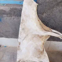 پوست بز برای کمه