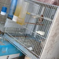 سهره|پرنده|سیرجان, |دیوار