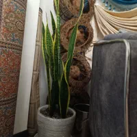 گل  طبیعی شاداب و پرانرژی