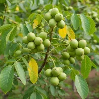 نهال گردو آنتوپی 30 ارزان قیمت