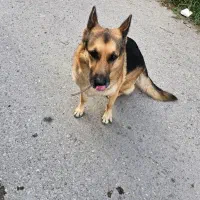 واگذاری سگ ژرمن ۱ ساله تربیت اقداماتی انجام شده|سگ|نوشهر, |دیوار