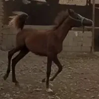 کره مادیان یکسر مدرکدار درجه یک