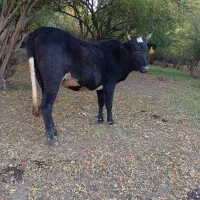 لیشه چالوسی