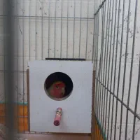 ی جفت برزیلی|پرنده|شوشتر, |دیوار