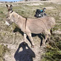 الاغ نر 6 سال