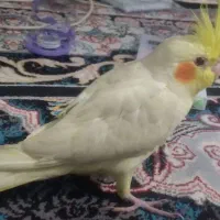 طوطی عروس هلندی|پرنده|رشت, گلزاران|دیوار