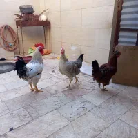 مرغ‌و‌خروس