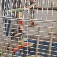 قفس طوطی وغیره...|لوازم جانبی حیوانات|فردیس, فردیس|دیوار