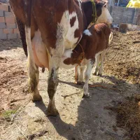 گاو شیری سیمتال با گوساله درجه یک