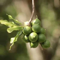 نهالستان ارقام متنوع میوه های مقام به سرمای پالیز|خدمات باغبانی و درختکاری|توتکابن, |دیوار