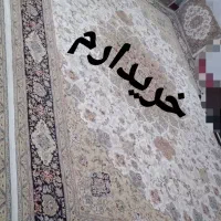 یک تخته فرش ۱۲ متری