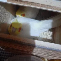 فروش فوری عروس هلندی