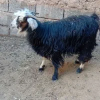 گوسفند فروشی نر|حیوانات مزرعه|درمیان, |دیوار