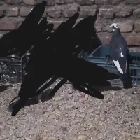 پلنگ|پرنده|کرباسک, |دیوار