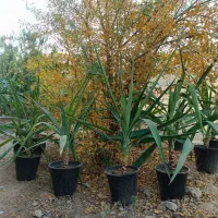 گل یوکا|گل و گیاه طبیعی|گنبد کاووس, |دیوار