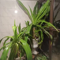 گل اشک ملکه