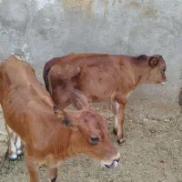گوساله ماده