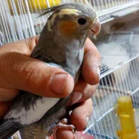 عروس هلندی .ماده بالغ|پرنده|رفسنجان, |دیوار