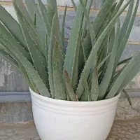 گل طبیعی بسیار زیبا الوورا