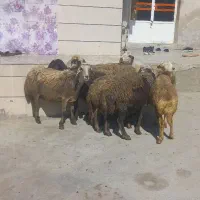 گوسفندآبستن