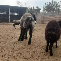 بره قوچ|حیوانات مزرعه|گنبد کاووس, |دیوار