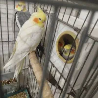 طوطی هلندی|پرنده|بندر ماهشهر, |دیوار