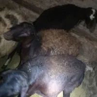 خرید و فروش|حیوانات مزرعه|صائین قلعه, |دیوار