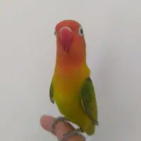 کوتوله برزیلی جنسیت نر