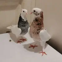 کبوتر طوقی 13 عدد