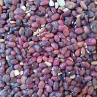 لوبیا قرمز