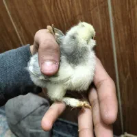 جوجه سلطان لهستانی|حیوانات مزرعه|پاکدشت, خاتون آباد|دیوار