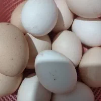 تخم مرغ محلی|خوردنی و آشامیدنی|رشت, پیرکلاچای|دیوار