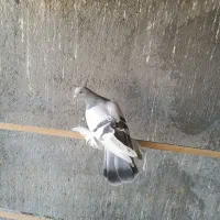 کبوتر قشنگ|پرنده|صوفیان, |دیوار