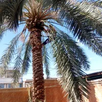 قطع نخل وبرش هرس