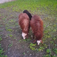 بره نر خوراک خور سبک وزن