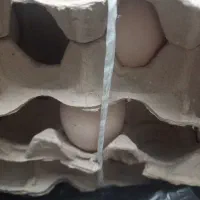 تخم مرغ ۲ زرده