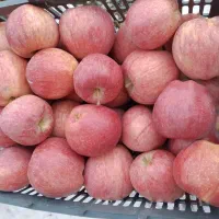 سیب قرمز فله|خوردنی و آشامیدنی|سیلوانه, |دیوار