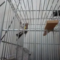 جوجه سهره امسالی
