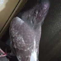 کفتر|پرنده|فولادشهر, A3|دیوار