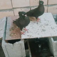 کبوتر زاغ