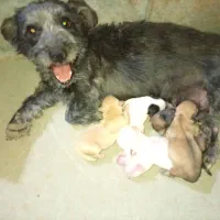 سگ‌پاکوتاه|سگ|بم, |دیوار