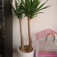 گل و گیاه