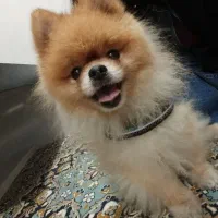 پامر خرسی کوچولو|سگ|رشت, نامجو|دیوار