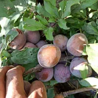 عرضه نهال آلو خاکی خونی