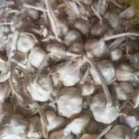فروش سیر|عمده‌فروشی|همدان, |دیوار