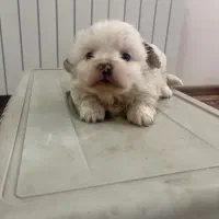 توله سگ ۴ عدد|سگ|تبریز, |دیوار