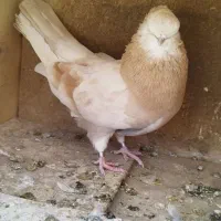 کبوتر قنار ماده کله پفکی